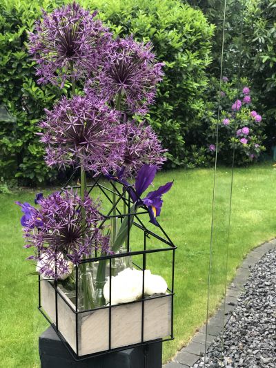 Alliumliebe Allium ganz aus dem Häuschen