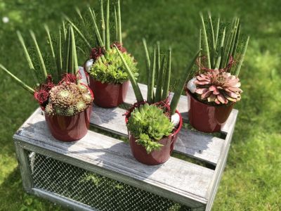 Blumentopf mit Liebe dekoriert Sukulenten rot Moers Blumentopf mit Liebe dekoriert Sukulenten rot Moers