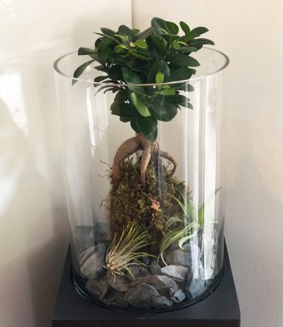 Bonsai im Glas Deko