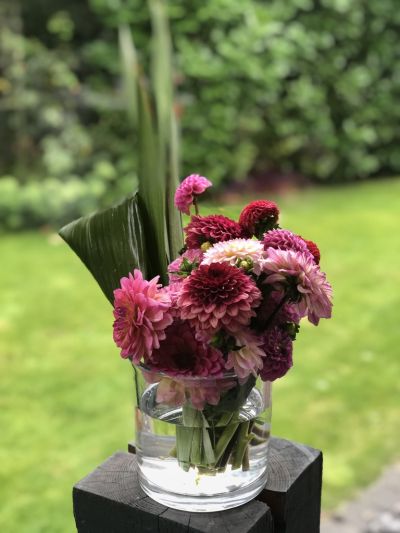 Dahlien verliebt rosa