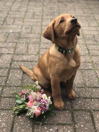 Dankeschön Entschuldigung Blumen