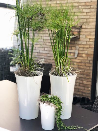 Echter Papyrus Cyperus papyrus hoher Blumentopf Dekoration mit Stil