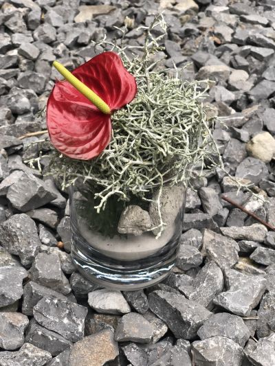 Leucophyta brownii die etwas andere Deko Distel