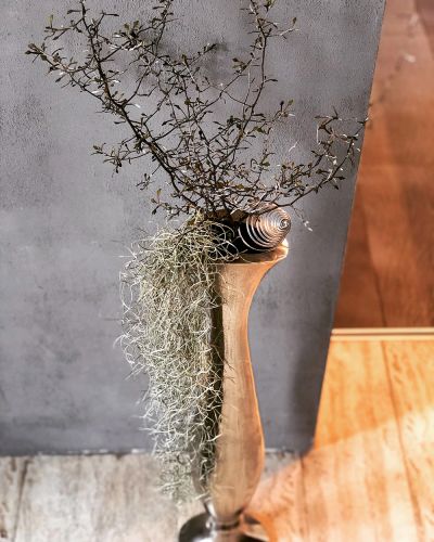 Zickzackstrauch Corokia cotoneaster Silber Vase