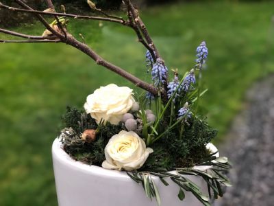 der Frühling kommt Blüten und mehr